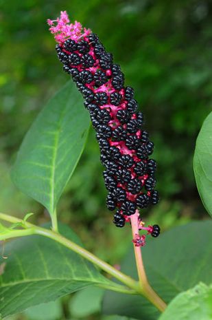 Phytolacca acinosa, asiatische Kermesbeere