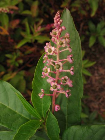 Phytolacca americana, Kermesbeere