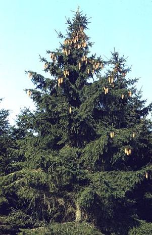 Picea abies, Rotfichte