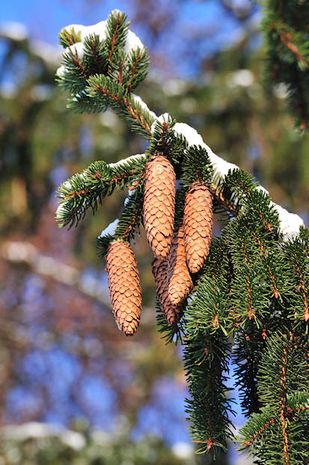 Picea abies, Rotfichte