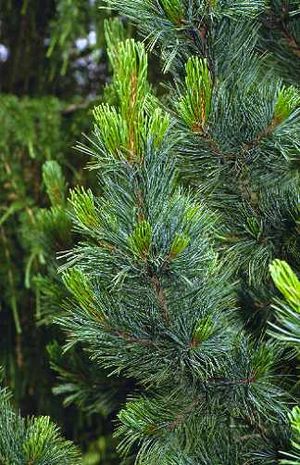 Pinus cembra, Zirbelkiefer