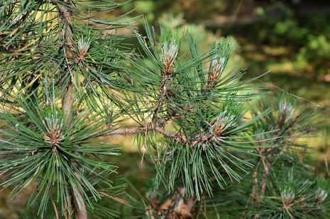 Pinus leucodermis, Schlangenhautkiefer.  