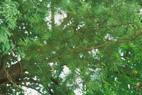 Pinus strobus, Weymuthskiefer
