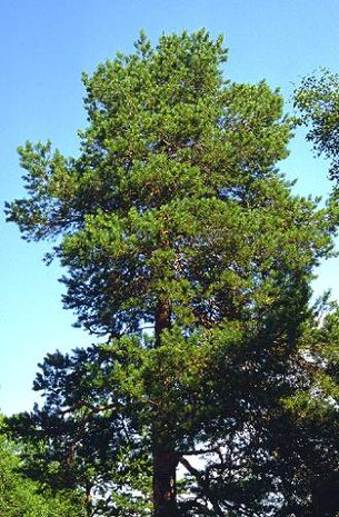Pinus sylvestris, Waldkiefer, Föhre. 