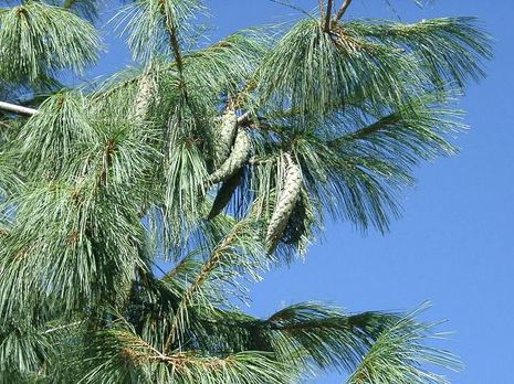 Pinus wallichiana, Tränenkiefer, Himalajakiefer.