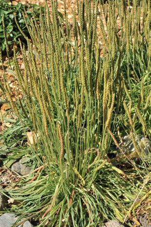 Plantago coronopus, Hirschhornwegerich
