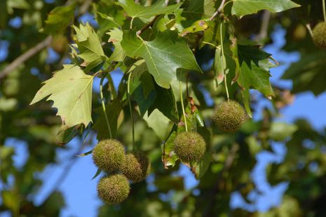 Platanus x acerifolia, Platane