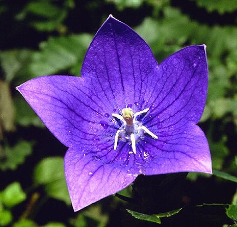 Platycodon grandiflorum, Ballonblume