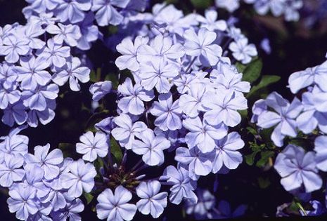 Plumbago auriculata. Kapbleiwurz