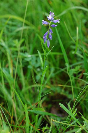 Polygala amara, Kreuzblume