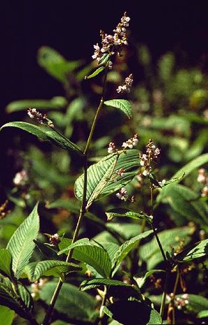 Polygonum campanulata, Knoeterich