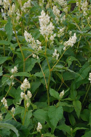 Polygonum weyrichii, Weyerichknoeterich