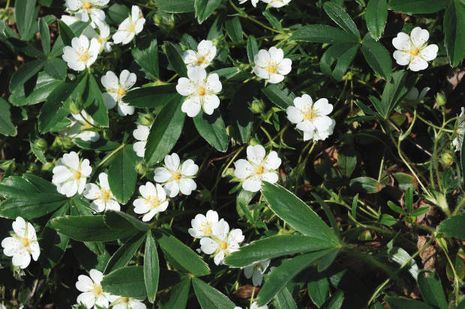 Potentilla alba, Weißes Fingerkraut