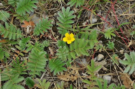 Potentilla anserina, Gänsefingerkraut