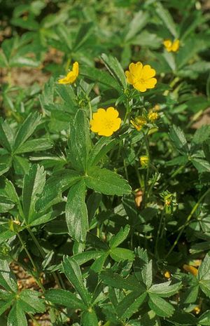 Potentilla aurea, Alpengoldfingerkraut