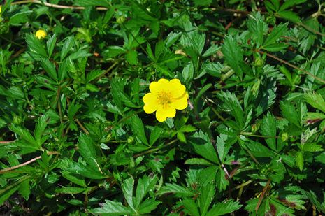 Potentilla erecta, Blutwurz (Tormentill)  