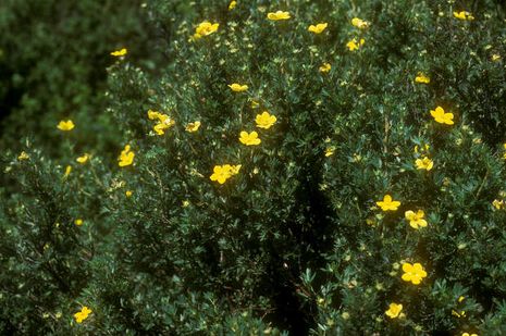 Potentilla fruticosa, Fingerkraut