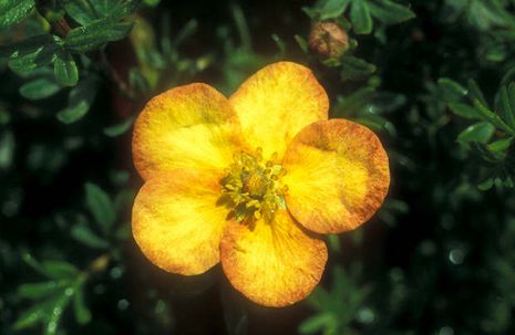 Potentilla fruticosa, Fingerstrauch