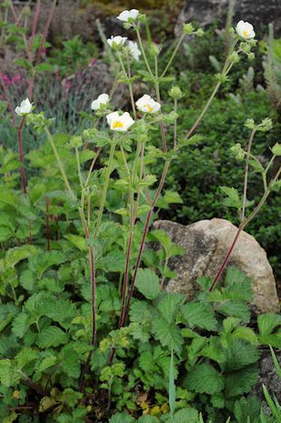 Potentilla rupestris, Felsenfingerkraut. 