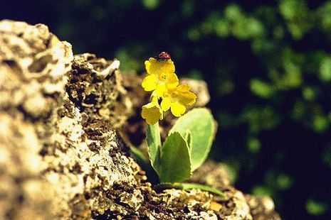 Primula auricula, Alpenaurikel, Gamsprimel