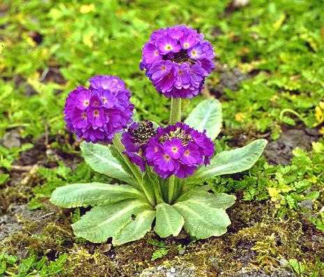 Primula denticulata, Kugelprimel 