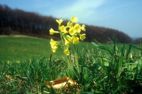 Primula elatior