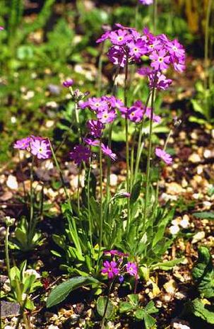 Primula farinosa, Mehlprimel