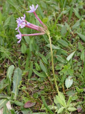 Primula halleri, Mehlprimel