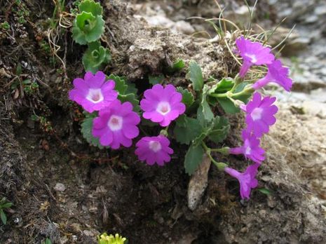 Primula hirsuta, behaarte Primel