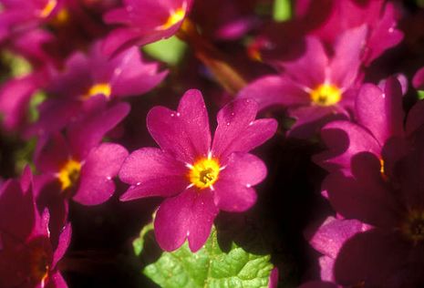 Primula juliae Hybride