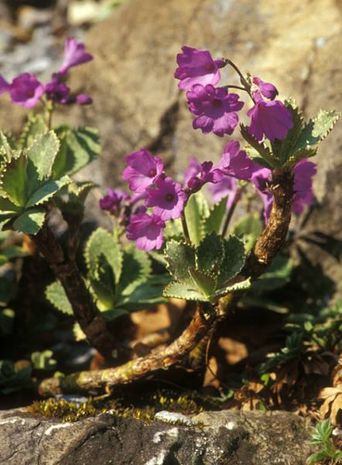 Primula marginata,  Mehlprimel