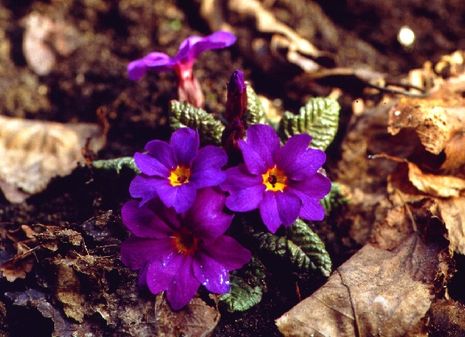 Primula pruhoniciana, Kissenprimel  