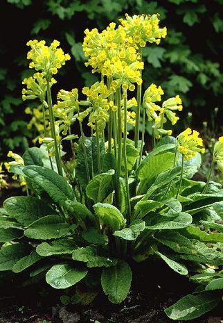 Primula veris, Primel