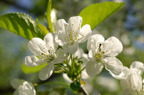 Prunus avium, Kirschbaum