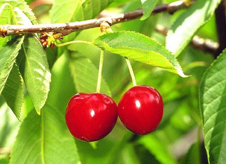Prunus avium, Kirschen