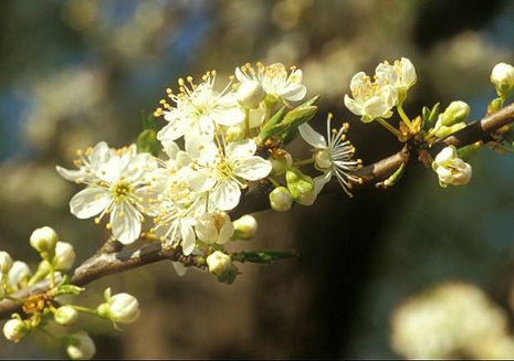 Prunus cerasifera, Blutpflaume