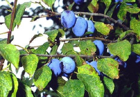 Pflaumen/Zwetschen/Mirabellen/Renekloden [Prunus domestica] | Der  Bio-Gärtner