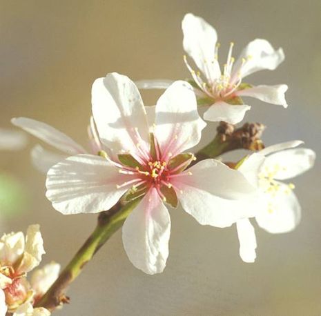 Prunus dulcis, Echter Mandelbaum