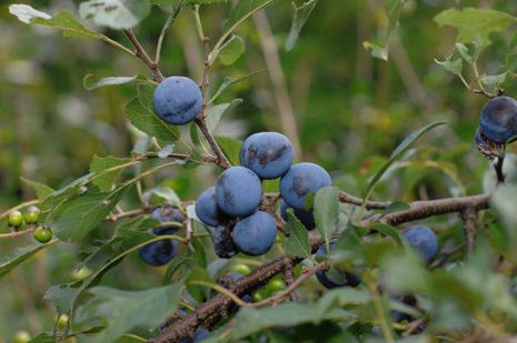 Prunus spinosa, Schlehen