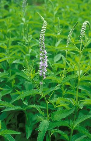 Pseudolysimachion longifolium, Ehrenpreis