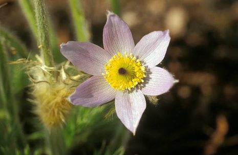 Pulsatilla grandis, Kuechenschelle