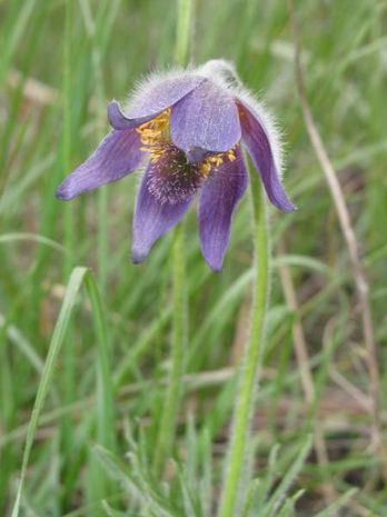 Pulsatilla montana, Kuechenschelle