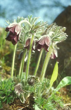 Pulsatilla pratensis, Kuechenschelle