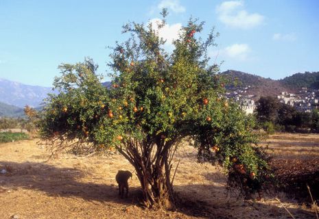 Punica granatum, Granatapfel   