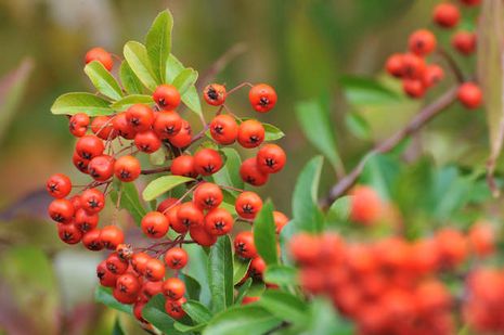 Pyracantha coccinea, Feuerdorn