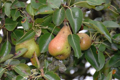 Birne Uta  Pyrus communis frisch aus der Baumschule kaufen