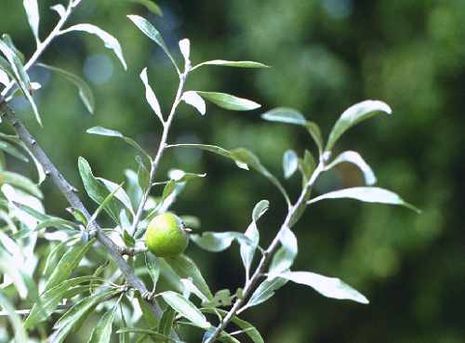 Birne Uta  Pyrus communis frisch aus der Baumschule kaufen