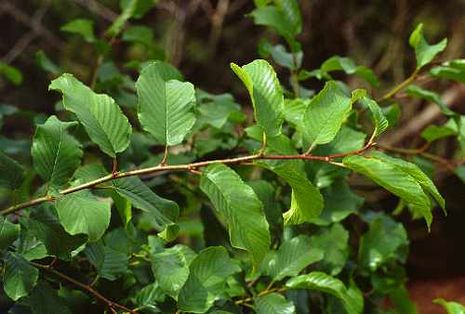 Rhamnus alpinus, Alpenkreuzdorn