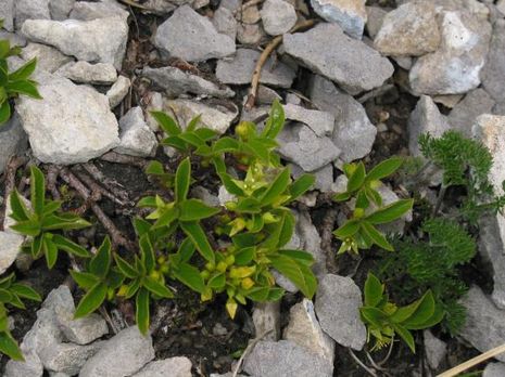 Rhamnus pumilus, Zwergkreuzdorn