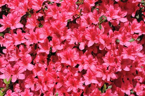 Rhododendron Hybride Favorite
